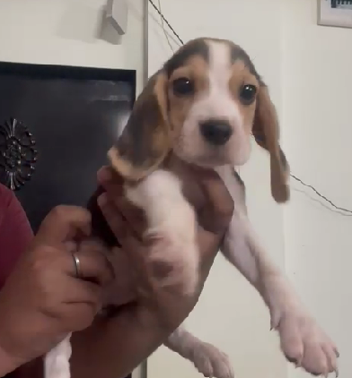 Beagle price in Delhi