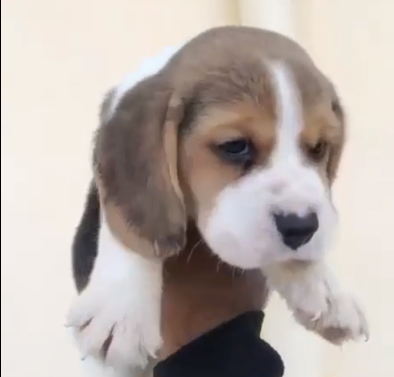 Beagle male puppy price in Delhi