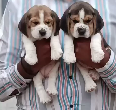 Beagle dog breeder in Delhi