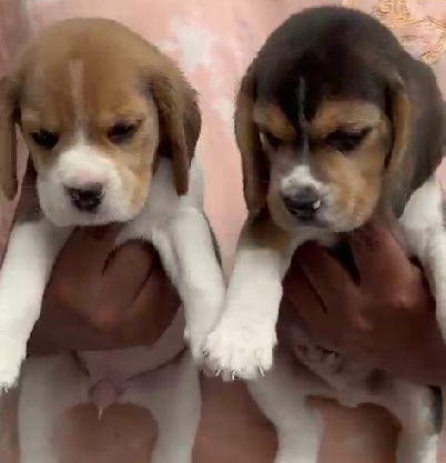 Beagle pet shop in Delhi