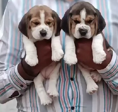 Buy best quality beagle puppies from hyderabad