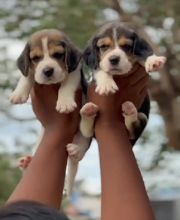 Beagle dog for sale in India