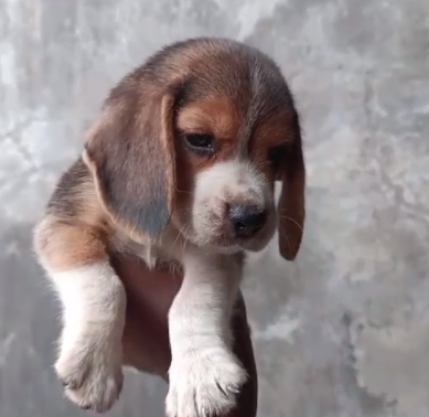 Beagle price in Jaipur