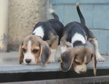 Beagle puppy price in Jaipur