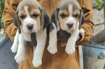 Beagle dog price in Jaipur