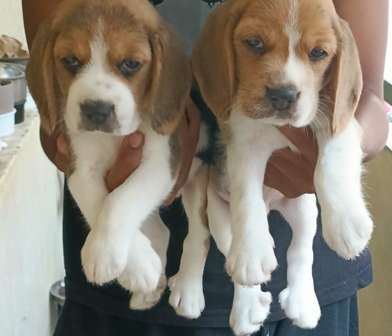 Beagle dog breeder in Jaipur