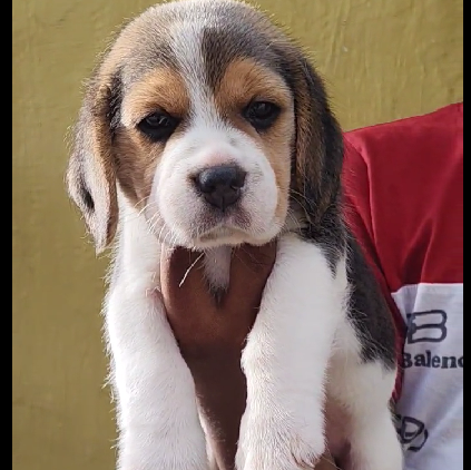 Beagle dog for sale in Jaipur