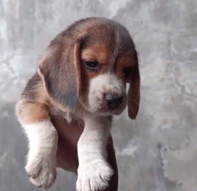 Buy beagle puppies online in kolkata