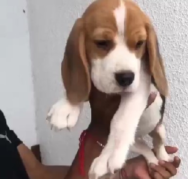 Beagle dog price in kolkata