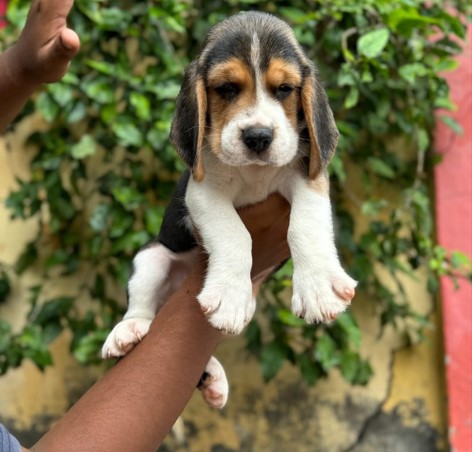 Beagle puppies for sale online in kolkata