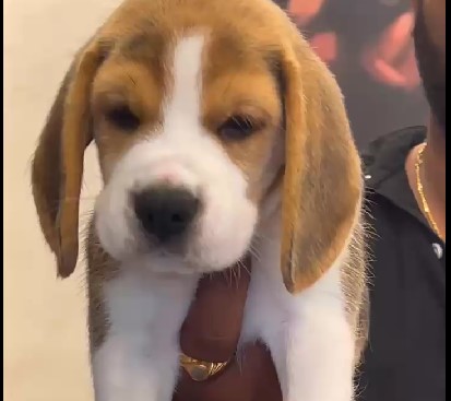 Buy top quality beagle puppies in pune