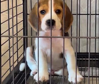 KCI registered beagle puppies for sale in pune