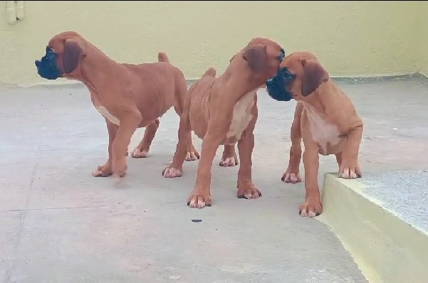 Boxer pet shop in bangalore