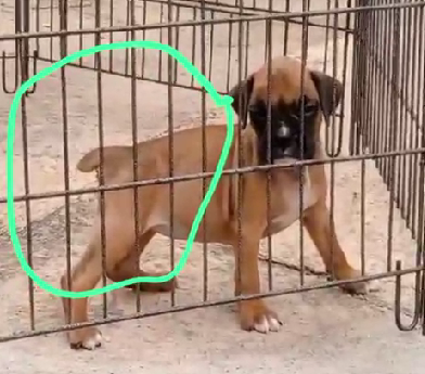 Boxer dog price in Delhi