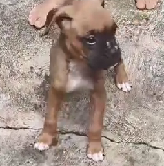 Boxer puppy price in Delhi