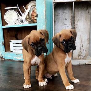 Boxer dog for sale in Delhi