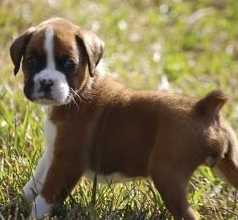 Buy Boxer dog online in India 