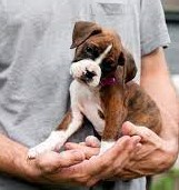 Boxer puppy price in India