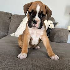 Boxer dog price in India