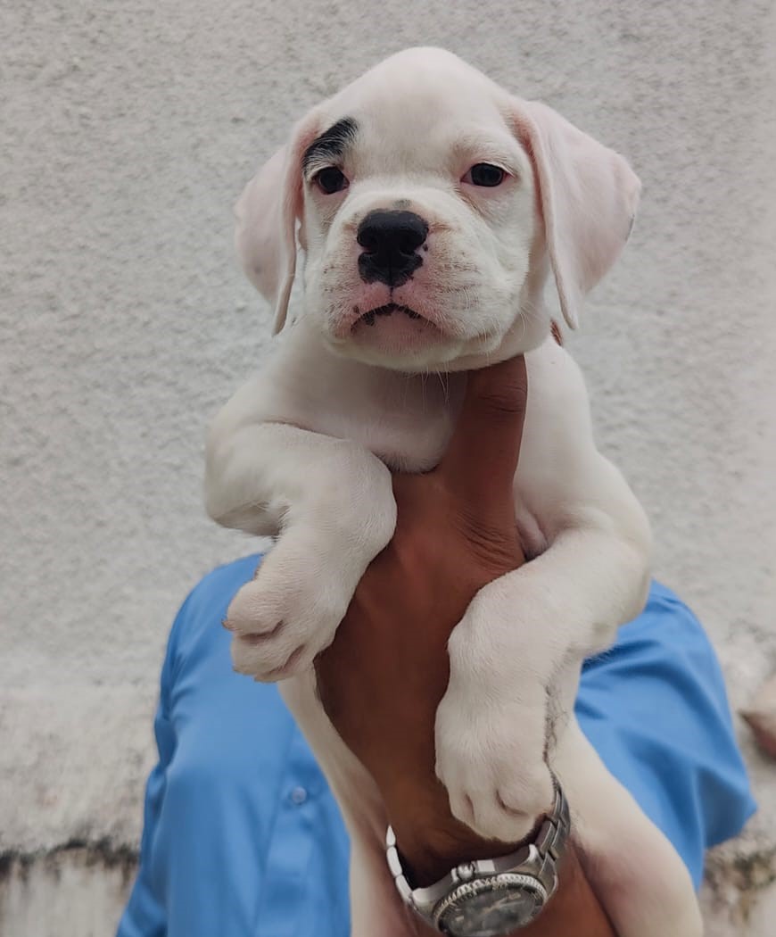 Boxer male puppy price in India