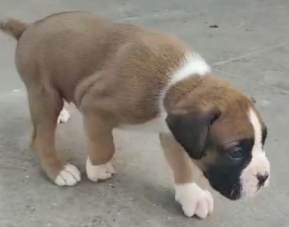 Boxer dog for sale in India