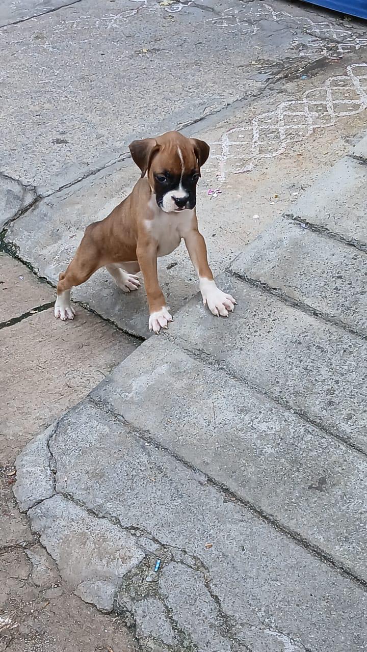 Boxer dog price in Jaipur