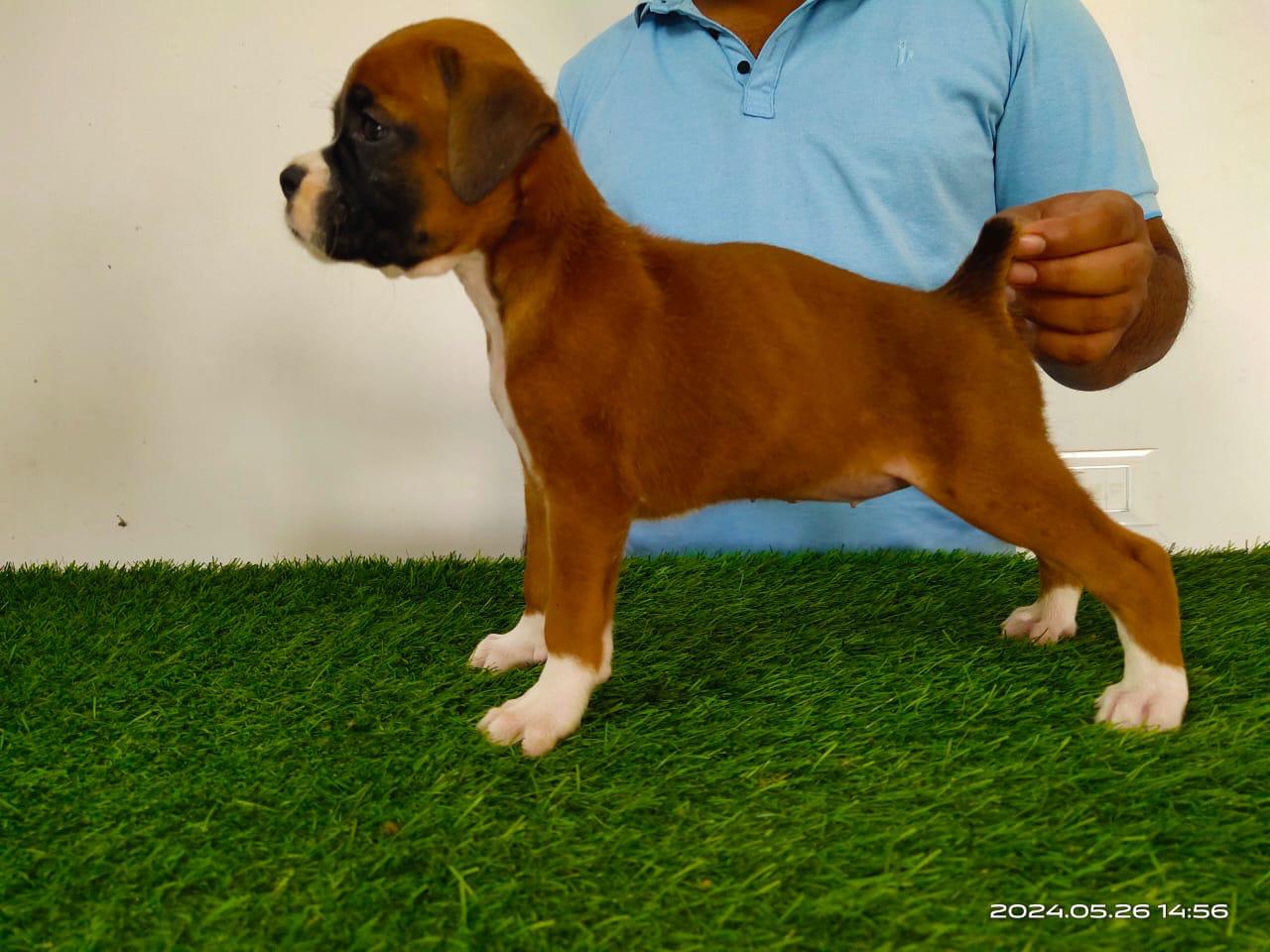 Boxer puppy price in Jaipur