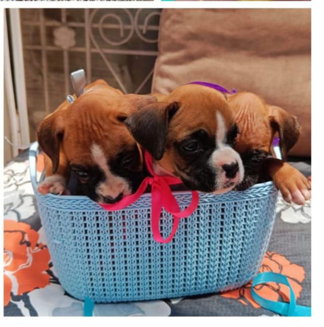 Boxer dog for sale in Jaipur