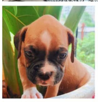 Boxer dog breeder in Jaipur