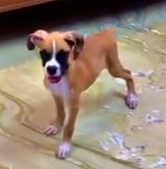 Boxer male puppy price in Jaipur