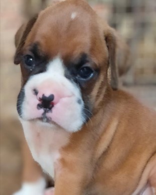 Boxer dog breeder in kolkata