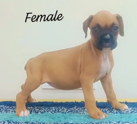 Boxer dog price in kolkata