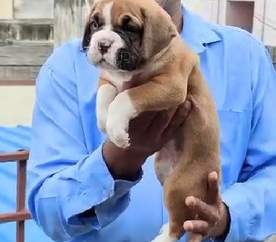 Pure bred boxer puppy price in kolkata