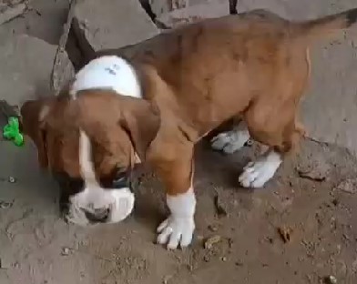 Buy top quality boxer puppy in kolkata