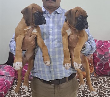 boxer dog breeder in mumbai