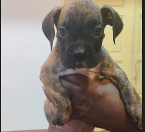 KCI registered boxer puppies in mumbai