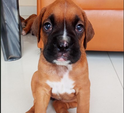 Champion lineage boxer puppies price in mumbai