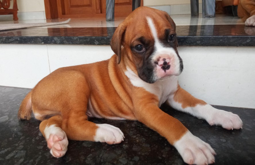 pure bred boxer puppies for sale in mumbai