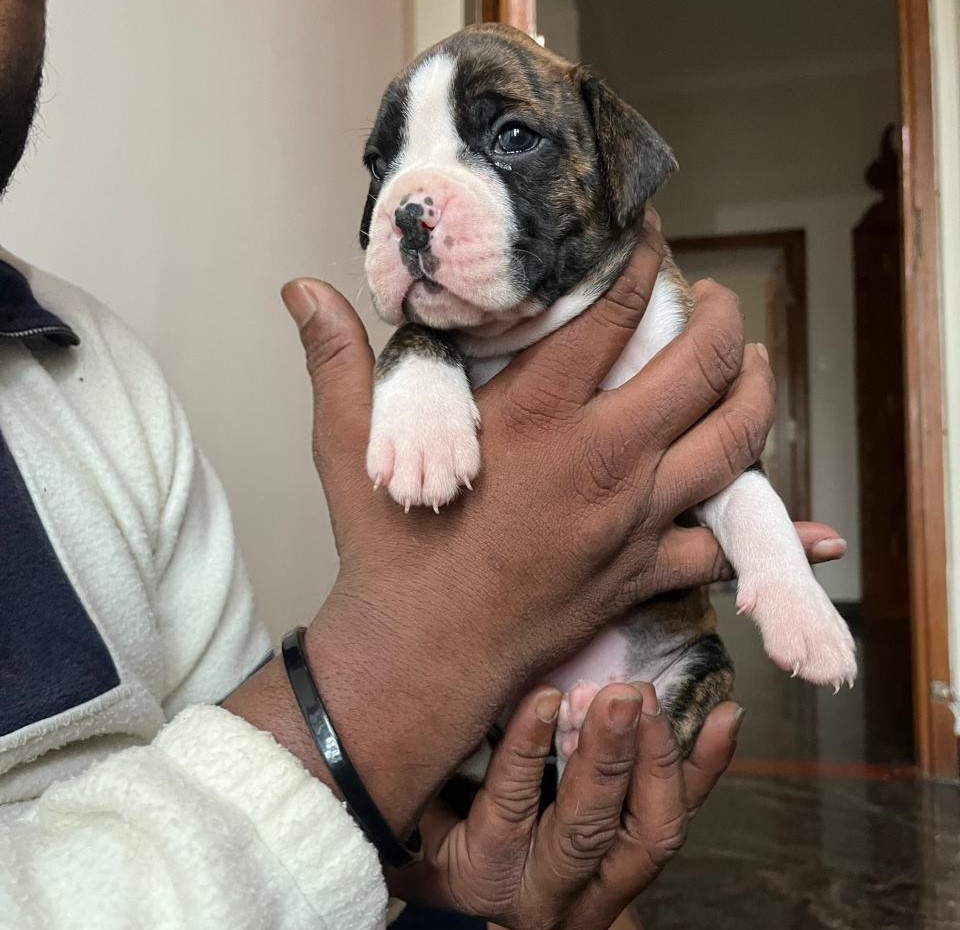 Buy boxer puppies in pune