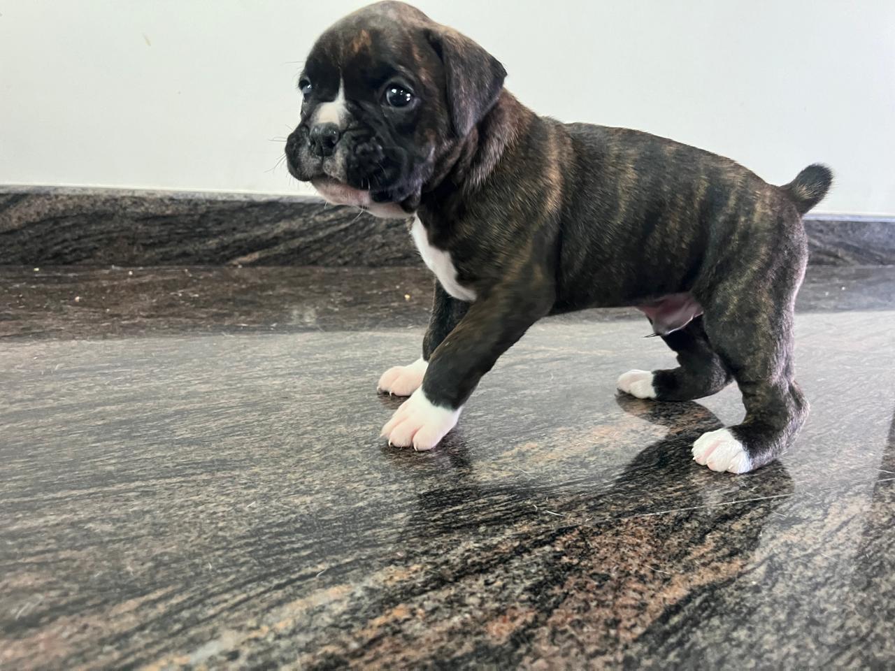 Boxer puppies for sale online in pune