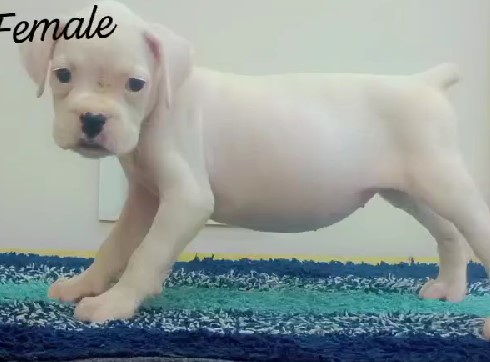 Boxer dog price in pune