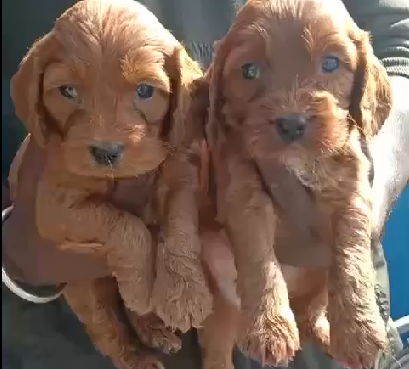 Cocker Spaniel price in Jaipur