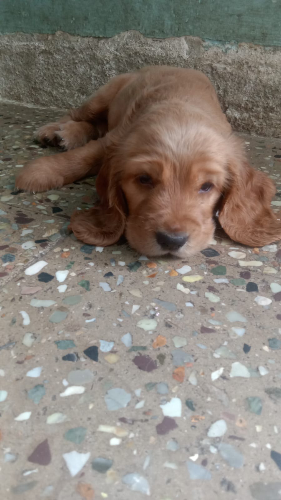 Cocker Spaniel Puppy price in Jaipur