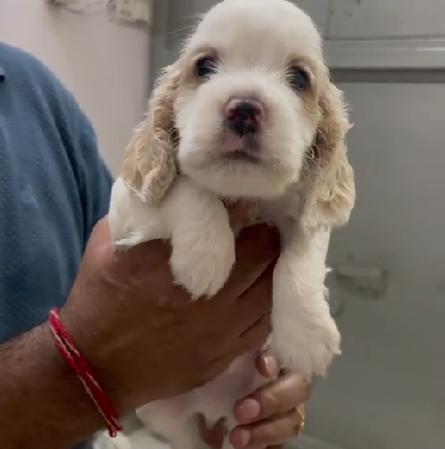 Cocker Spaniel dog price in Jaipur