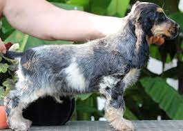 Cocker Spaniel male puppy price in Jaipur