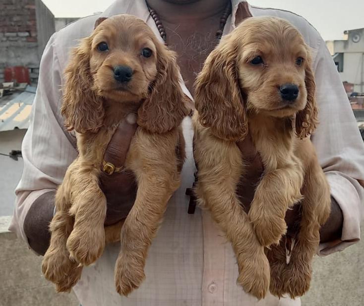 Cocker Spaniel price in Delhi