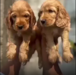 Cocker Spaniel dog price in Delhi