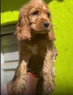 Cocker Spaniel dog for sale in Delhi