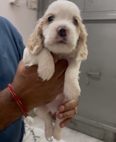 Cocker Spaniel dog breeder in Delhi