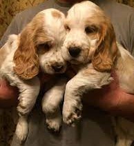 cocker spaniel pet shop in kolkata